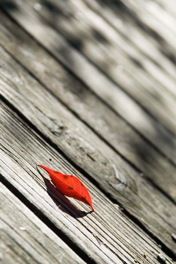 Birch leaf stock image
