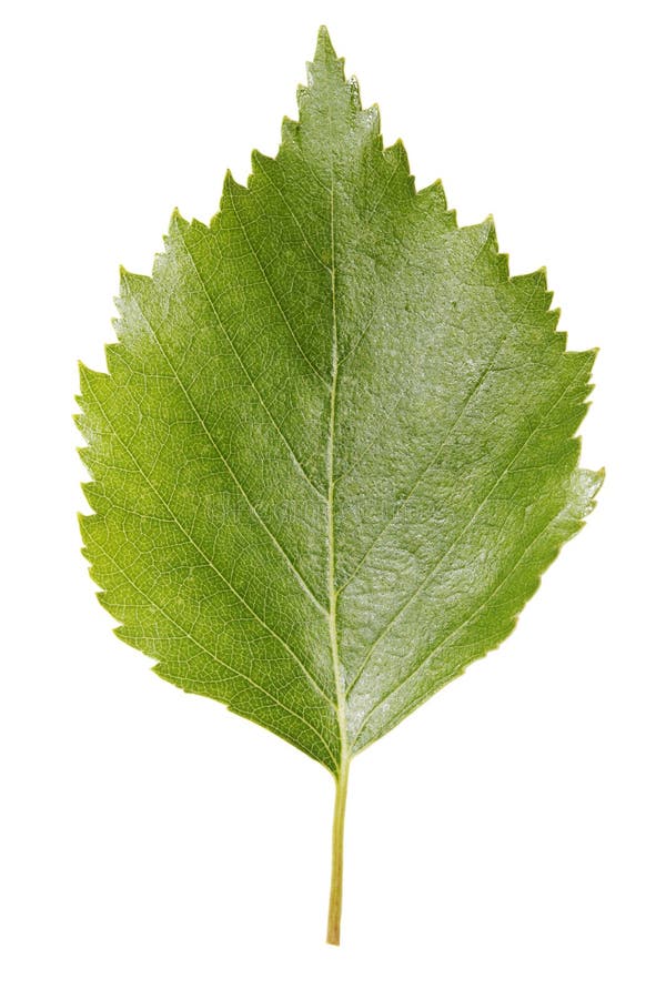 Birch leaf royalty free stock images