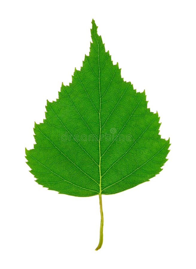 Birch Leaf royalty free stock image