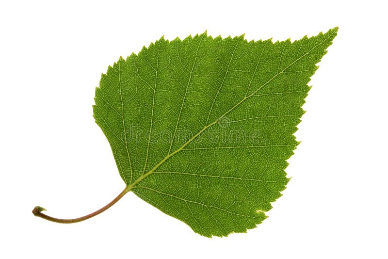 Birch leaf royalty free stock image
