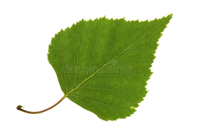 Birch leaf