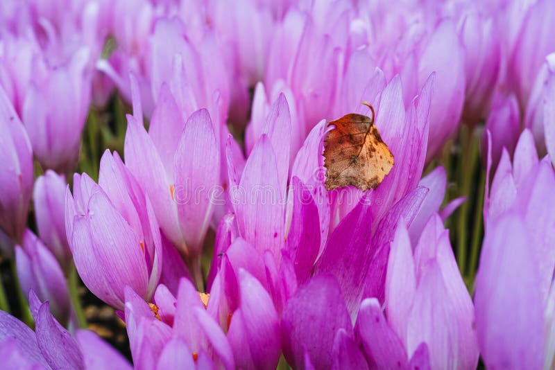 Birch leaf and autumn crocuses stock photography