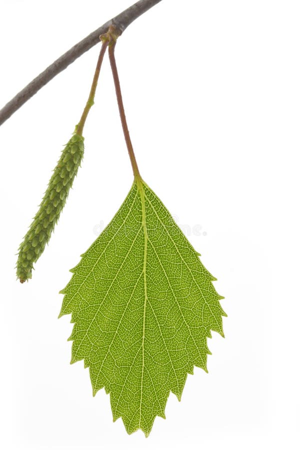 Birch leaf (Betula) in spring royalty free stock photography