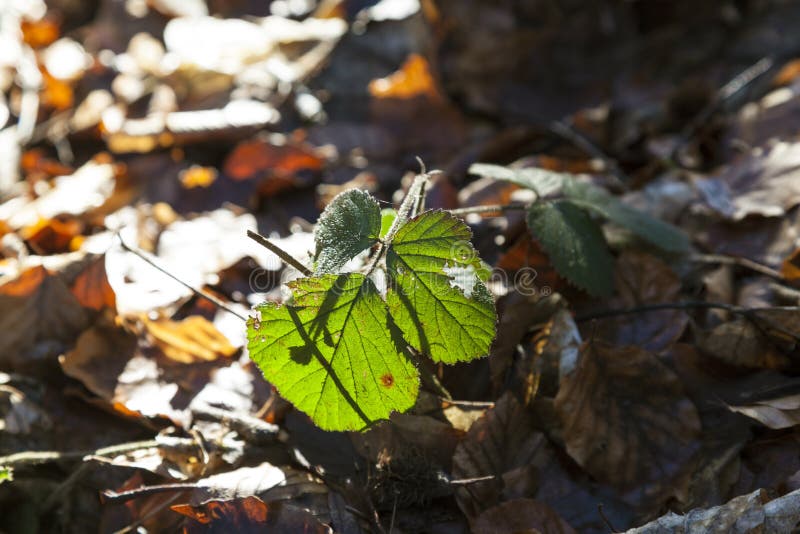 Birch leaf in detail royalty free stock photography