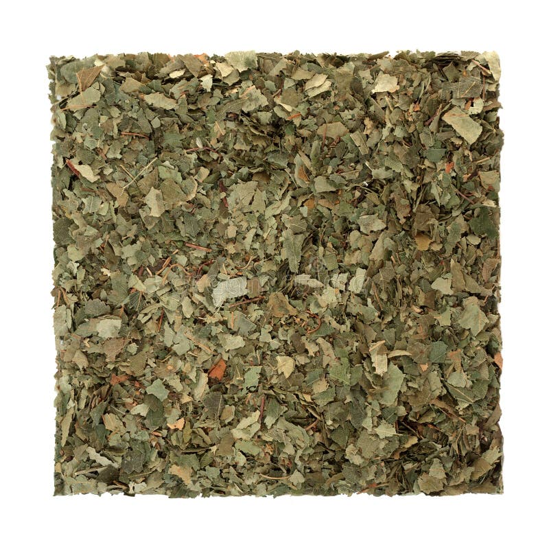 Birch Leaf Herb royalty free stock image