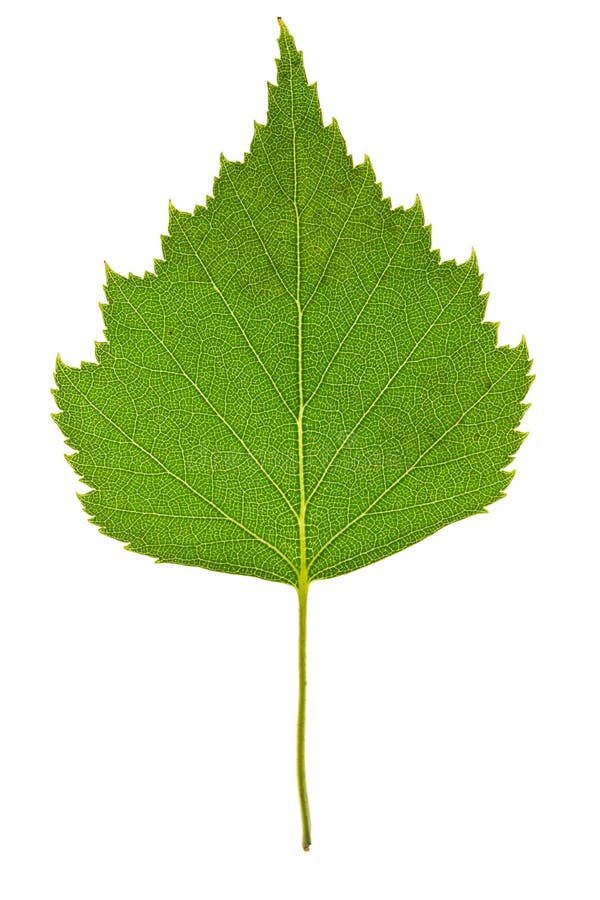 Birch leaf isolated stock photo