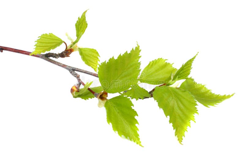 Birch leaf isolated on a white background royalty free stock photo