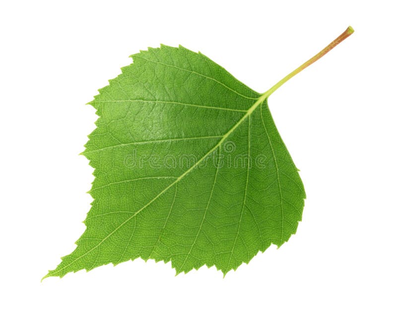 Birch leaf isolated white background stock image