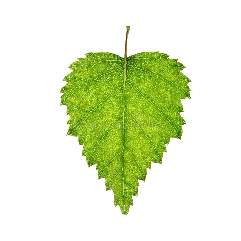 Birch leaf stock photo