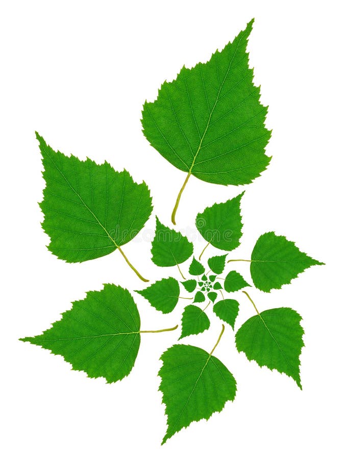 Birch Leaf Pattern royalty free stock photo