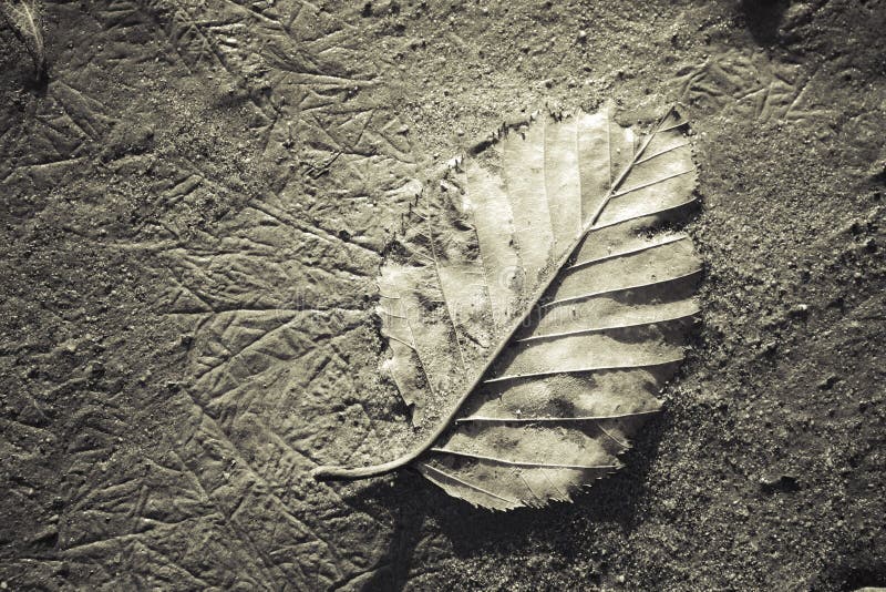 Birch Leaf on Sand royalty free stock image