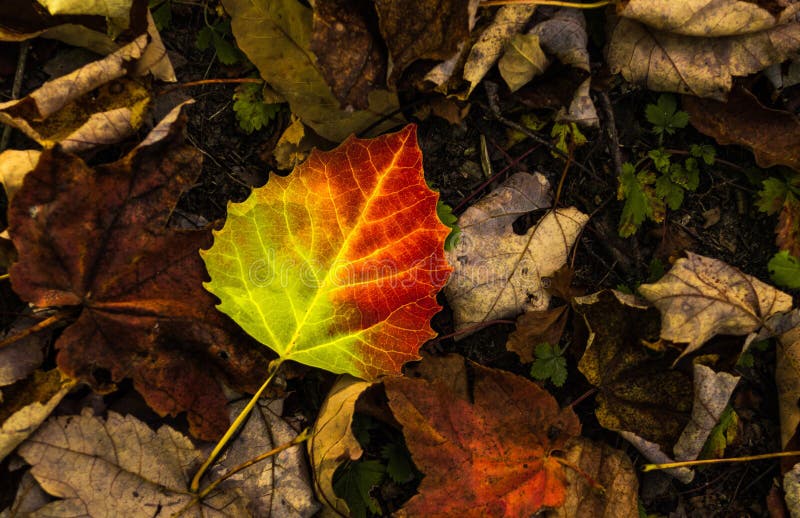 Birch Leaf stock photography