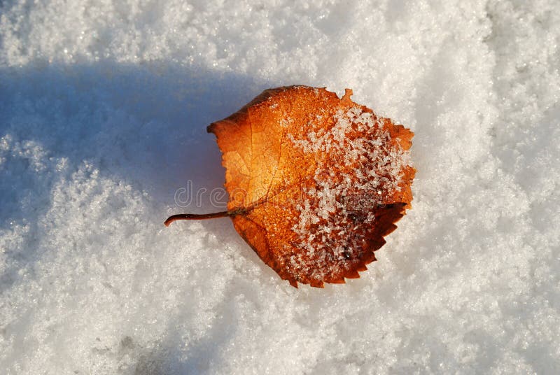 Birch leaf on a snow. stock photo