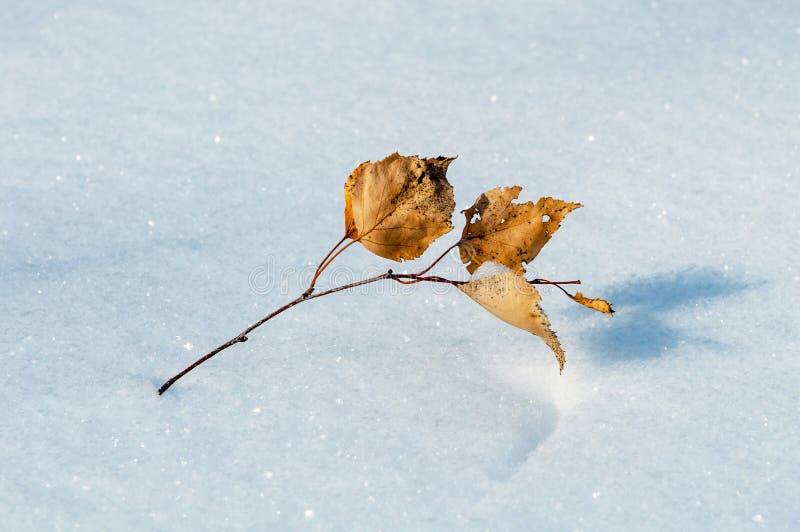 Birch leaf on snow stock image