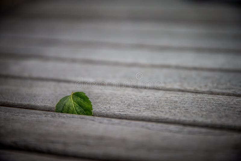 A birch leaf stuck stock photo