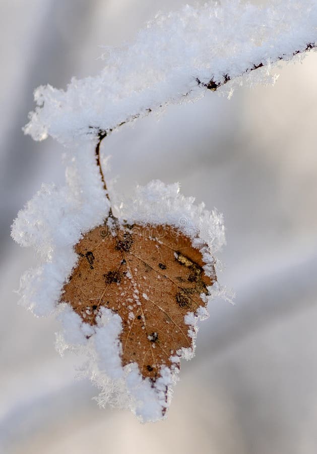 Birch Branch with Yellow Leaves Under the Snowin the Morning Stock ...