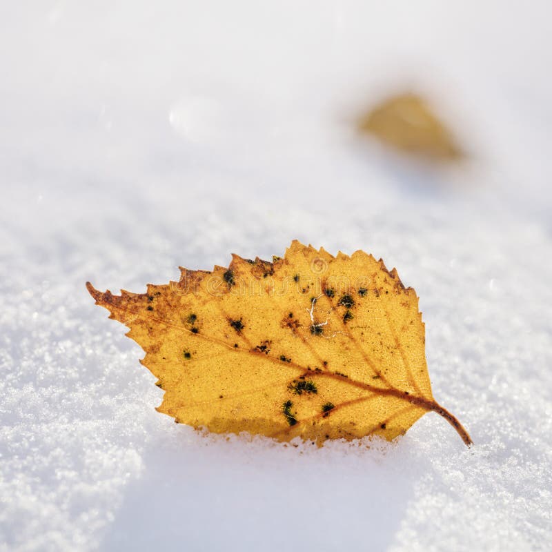 Birch Leaf Winter stock photos