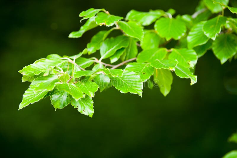 Birch leaves stock photos