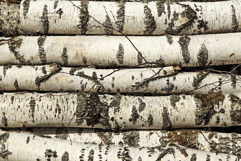 Birch logs. royalty free stock images