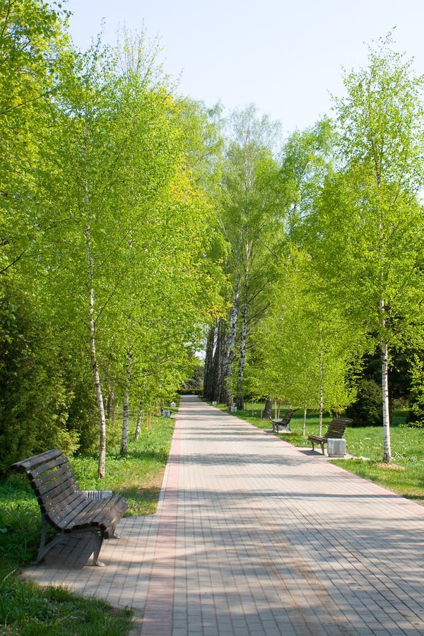 Birch park alley in spring stock image. Image of color 12978421