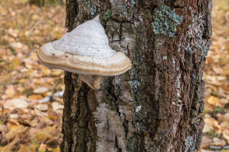 Birch Polypore