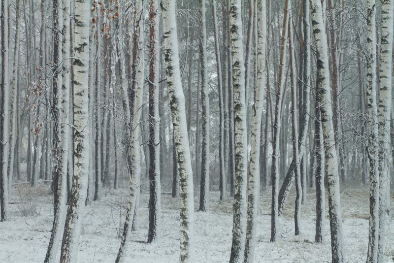 Birch snowy woodland