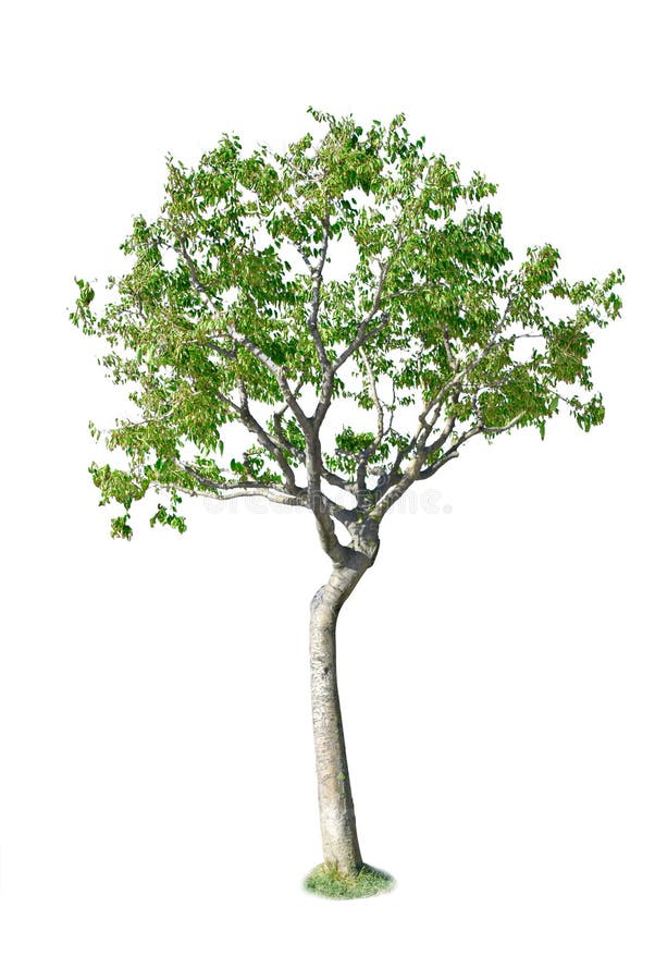 Birch tree stock photo. Image of background, birch, betula 10886974