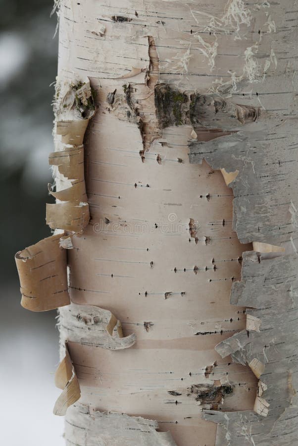 Birch tree stock photo. Image of wood, hard, hardwood 13840650