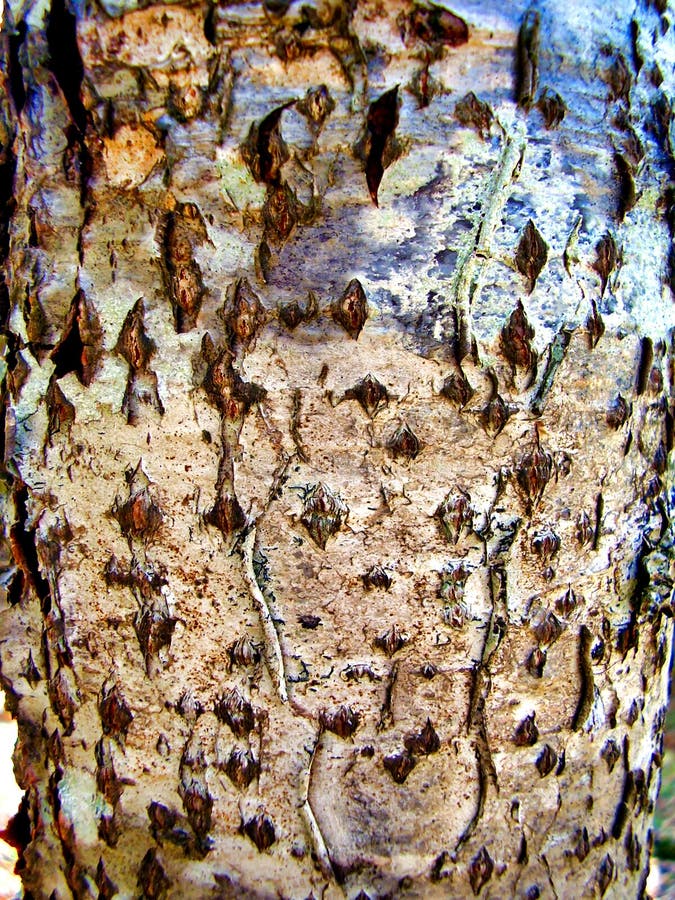 Birch Tree Bark stock photo