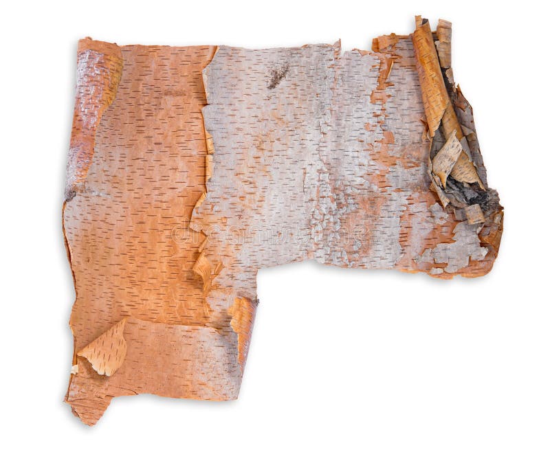 Birch tree bark texture background