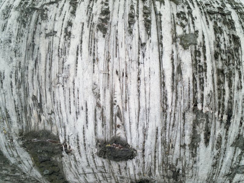 Birch tree bark texture stock photos Birch tree bark texture stock photos