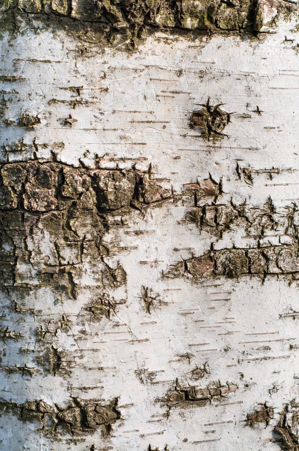 Birch tree bark texture - detail