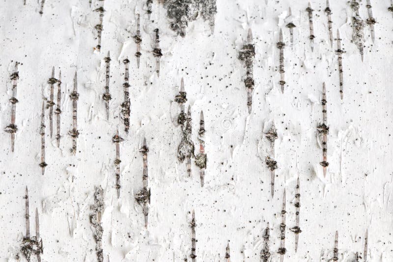 Birch tree bark texture. White trunk tree with lines background