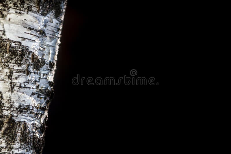 Birch tree with black isolate, copy space. royalty free stock photo