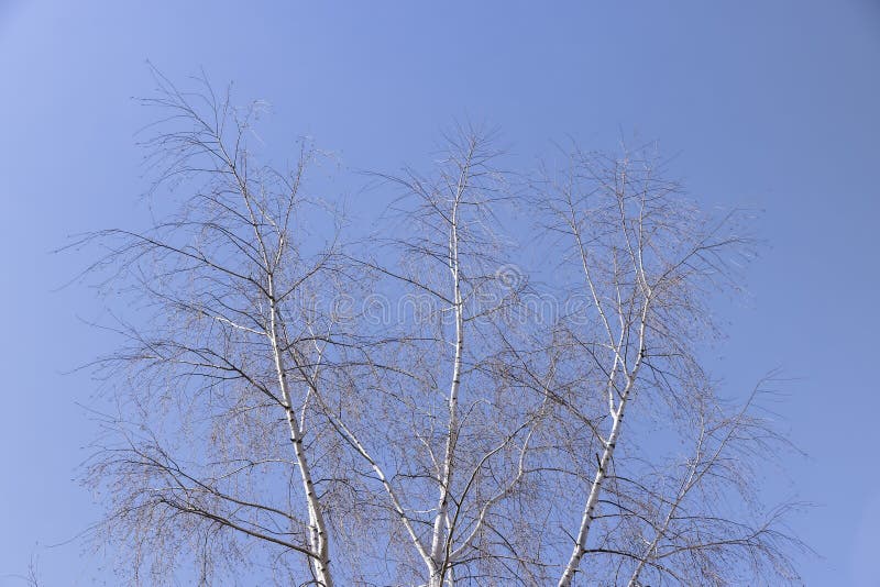 Birch Tree Branches in the Park in Spring Sunny Weather Stock Image
