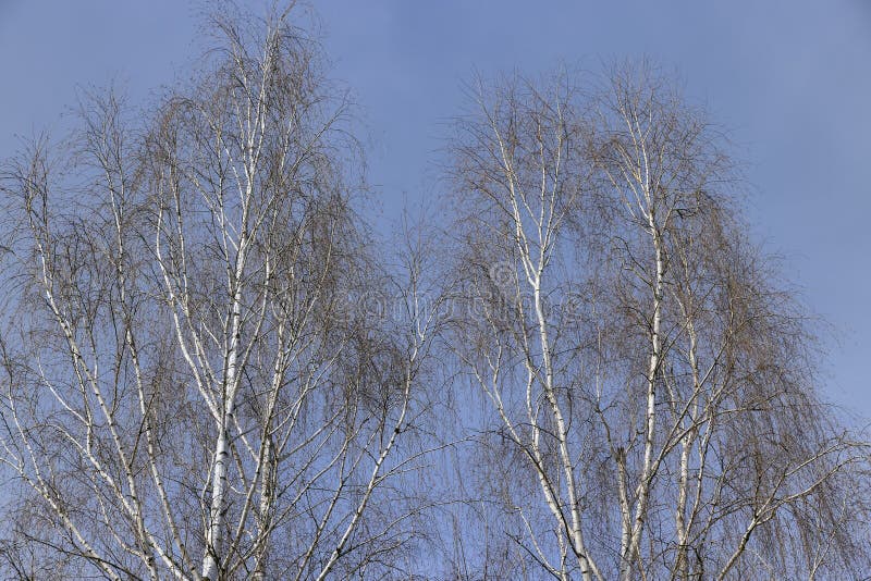 Birch Tree Branches in the Park in Spring Sunny Weather Stock Photo