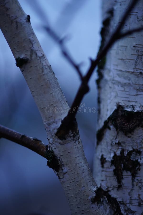 Birch Boombladeren Op De Takken in De Herfsttuin Op Zonnige Dag