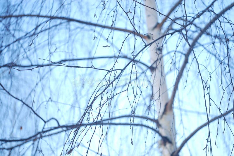 Birch tree close up look in cold blue tones.