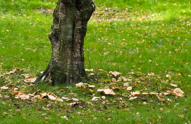 Birch tree with fairy ring stock photo. Image of mushrooms 14577800