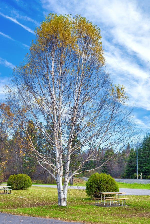 Birch tree during the fall in Northern Ontario park royalty free stock image Birch tree during the fall in Northern Ontario park royalty free stock image