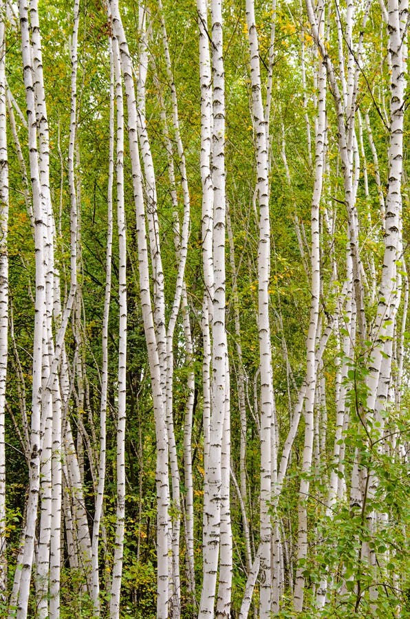 Birch Tree. Birch Forest. Lots of Birch Trees in the Forest Stock Photo Image of nature