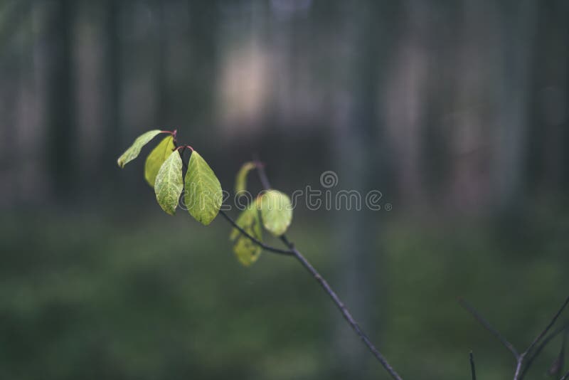 Birch tree leaves and branches against dark background - vintage
