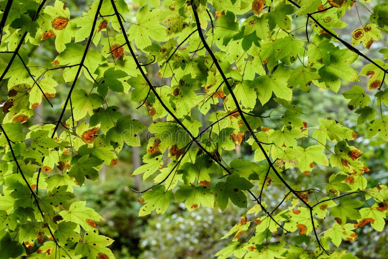 Listy a konáre brezy na tmavom pozadí