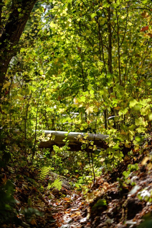 Birch tree lush in colorful autumn forest stock photos