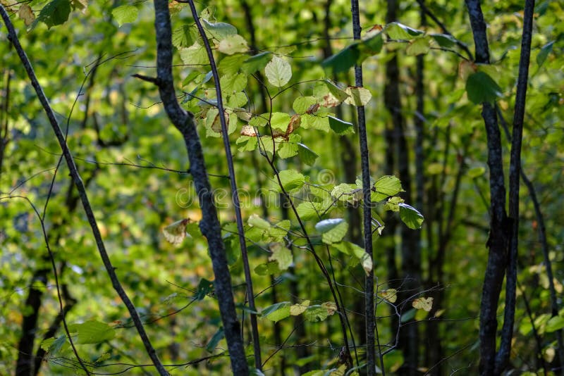Birch tree lush in colorful autumn forest royalty free stock photography