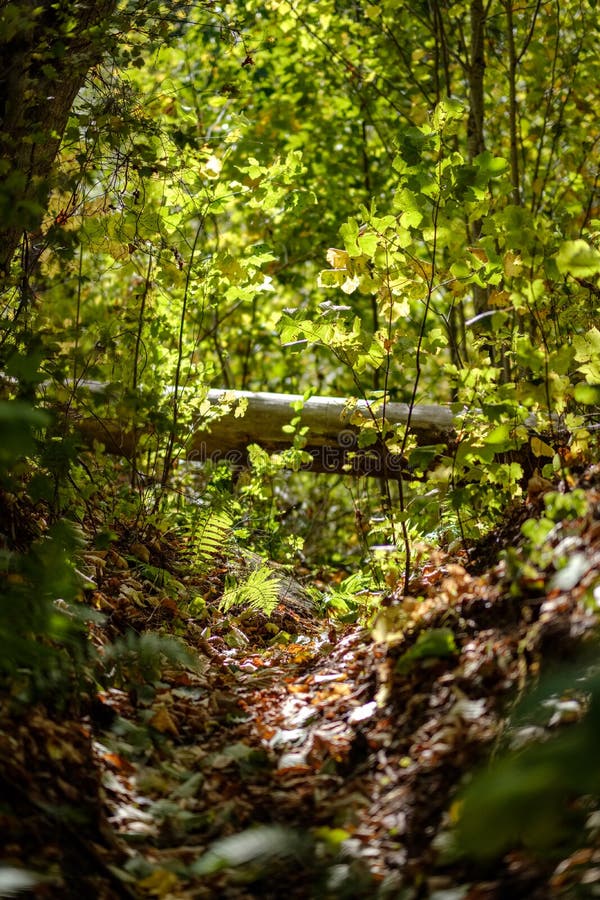 Birch tree lush in colorful autumn forest stock photos
