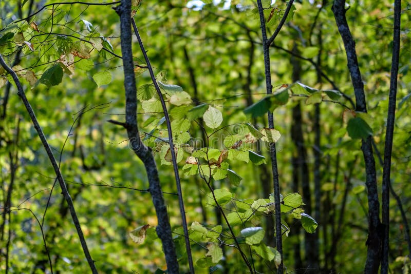 Birch tree lush in colorful autumn forest stock image