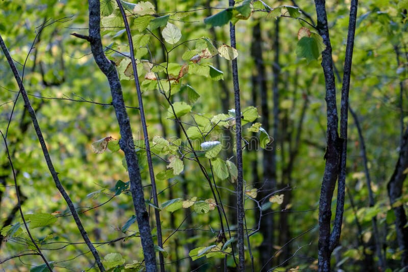 Birch tree lush in colorful autumn forest royalty free stock photos
