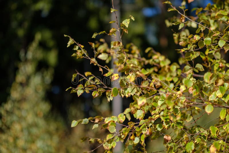 Birch tree lush in colorful autumn forest stock photos