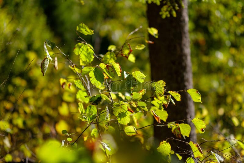 Birch tree lush in colorful autumn forest stock images